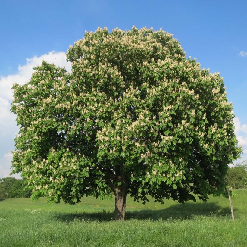 Aesculus hippocastanum (Plant habit)