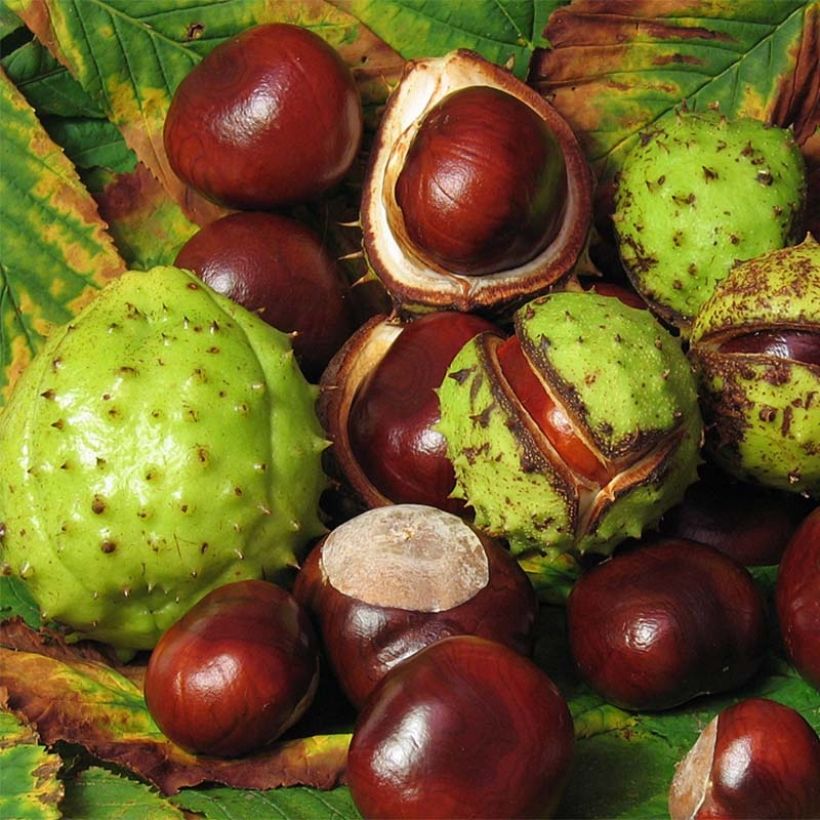 Aesculus hippocastanum (Harvest)