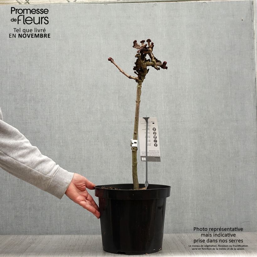 Aesculus hippocastanum Monstrosa 7.5L/10L pot sample as delivered in autumn