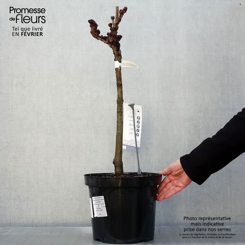 Aesculus hippocastanum Monstrosa - Marronnier commun - Pot de 7,5L/10L sample as delivered in winter
