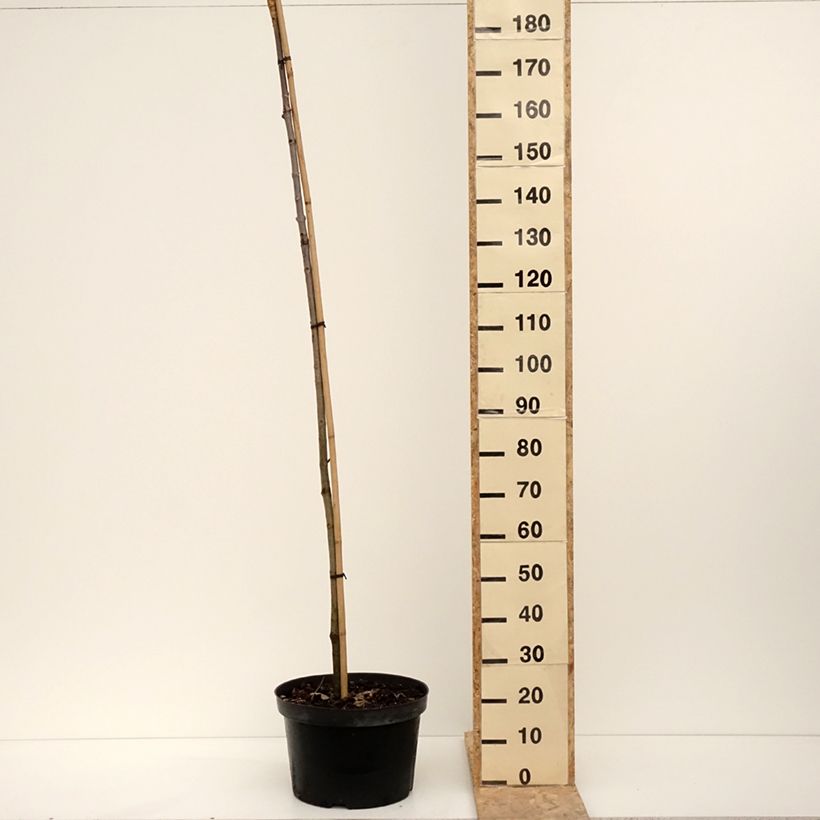 Aesculus hippocastanum Umbraculifera 20L/25L pot sample as delivered in winter