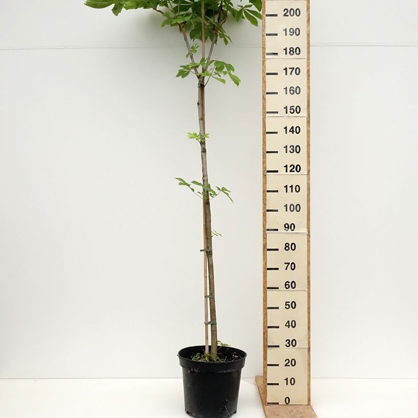 Aesculus hippocastanum Umbraculifera 20L/25L pot sample as delivered in spring