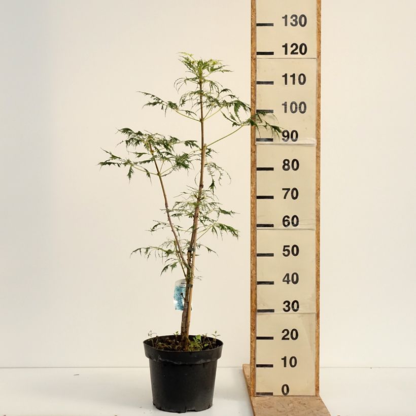Aesculus Laciniata 7.5L/10L pot sample as delivered in summer