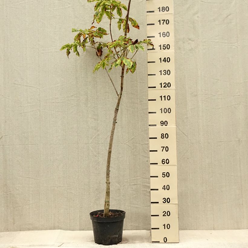 Aesculus x carnea Marginata 7.5L/10L pot sample as delivered in summer