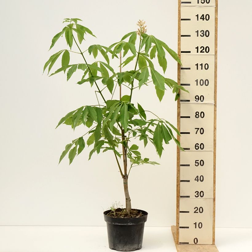 Aesculus x glaucescens 7.5L/10L pot sample as delivered in spring