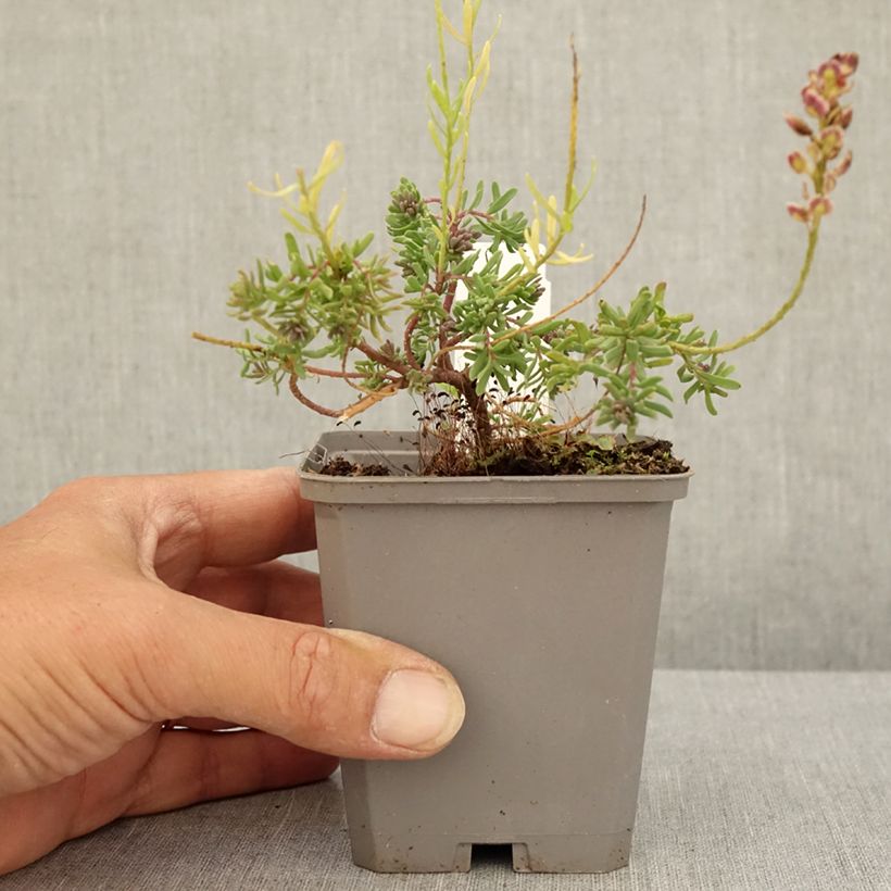 Aethionema armenum Warley Rose 8/9 cm pot sample as delivered in summer