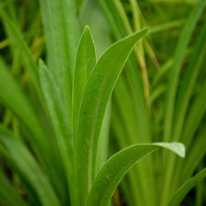 Agapanthus inapertus Nigrescens (Foliage)