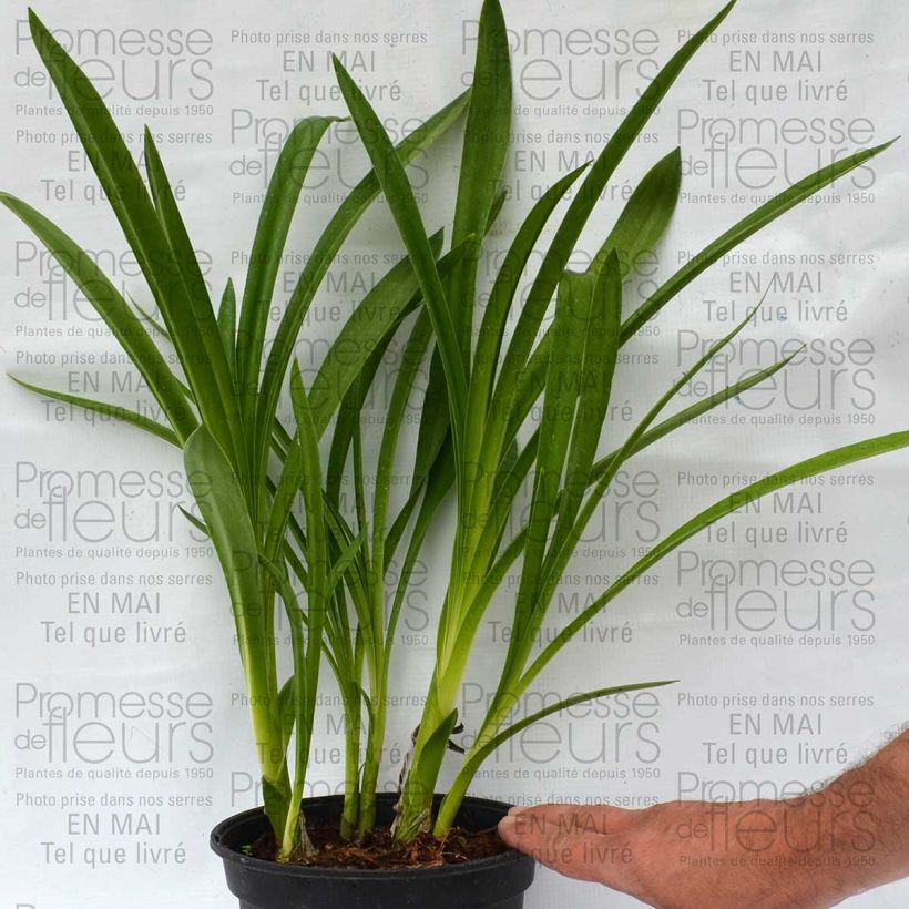 Example of Agapanthus inapertus Nigrescens specimen as delivered