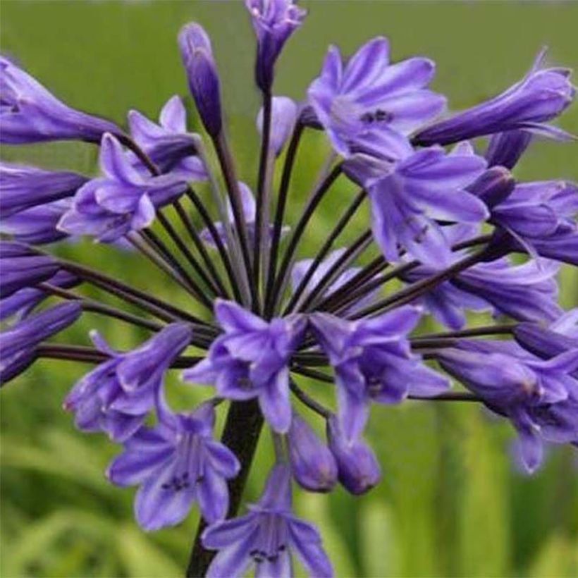 Agapanthus Black Buddhist (Flowering)