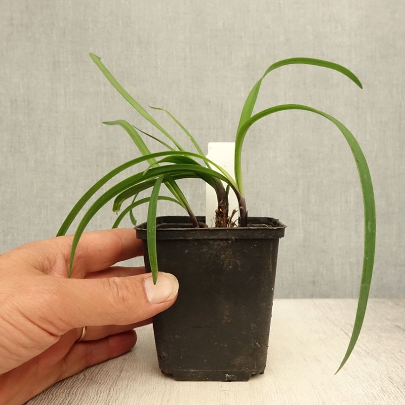 Agapanthus Black Buddhist 8/9 cm pot sample as delivered in summer