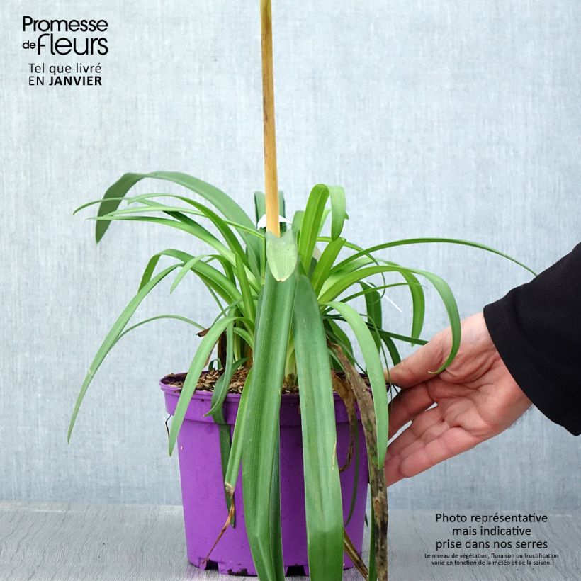 Agapanthus Black Jack 1.5L/2L pot sample as delivered in winter