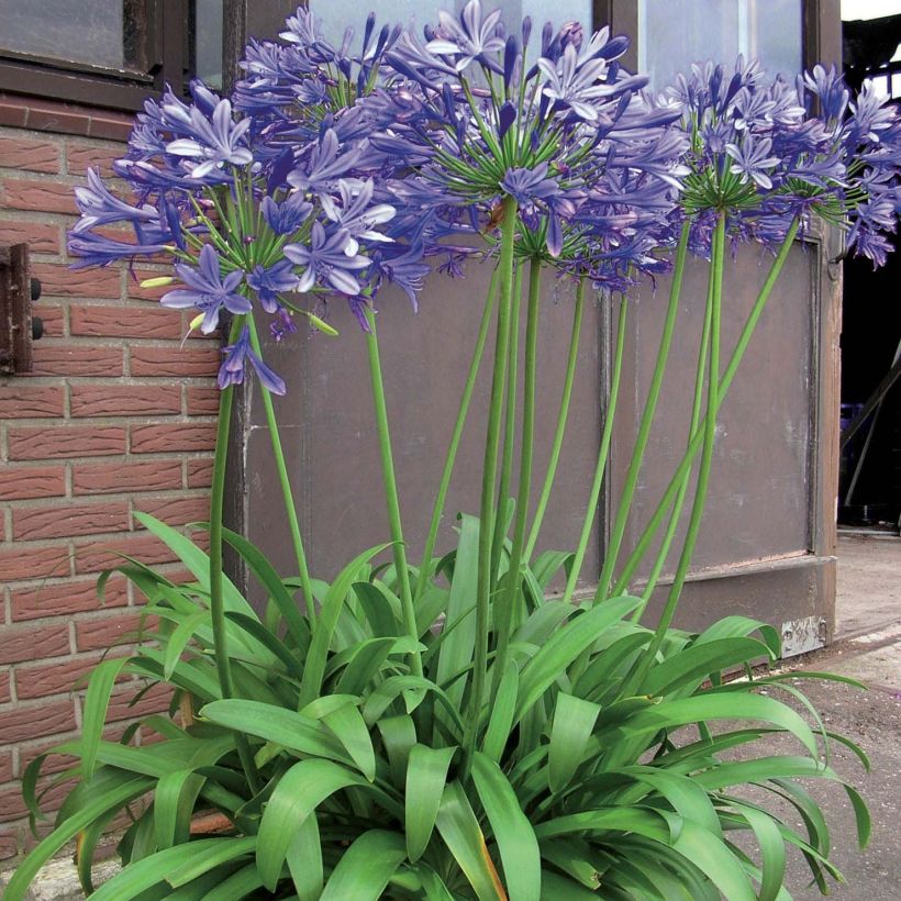 Agapanthus Blue Giant (Plant habit)