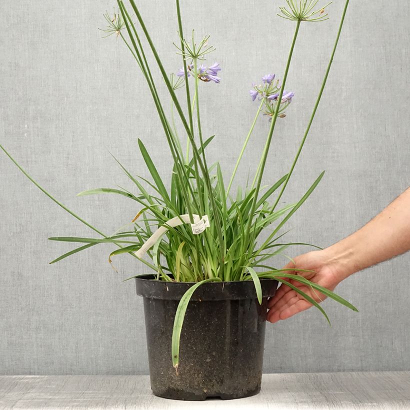 Agapanthus Blue Storm 7.5L/10L pot sample as delivered in summer