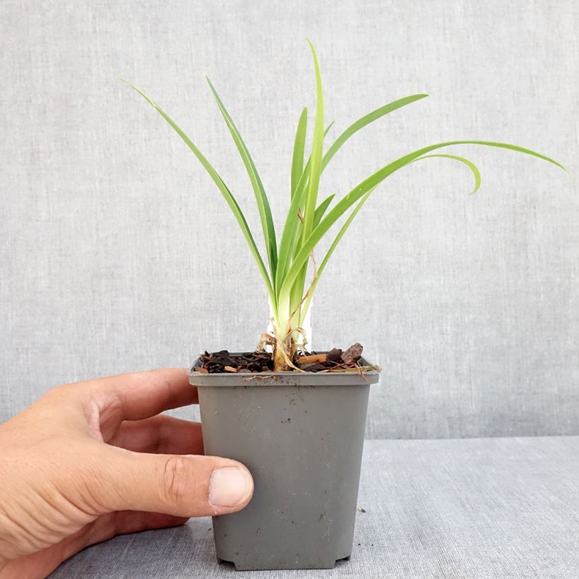 Agapanthus campanulatus var. albidus 8/9 cm pot sample as delivered in summer