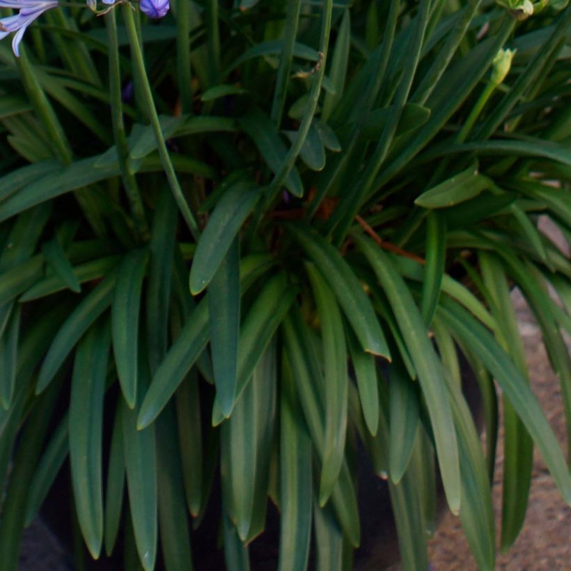 Agapanthus Charlotte (Foliage)