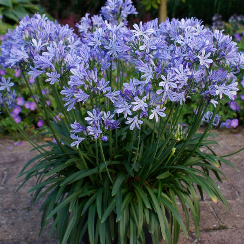 Agapanthus Charlotte (Plant habit)