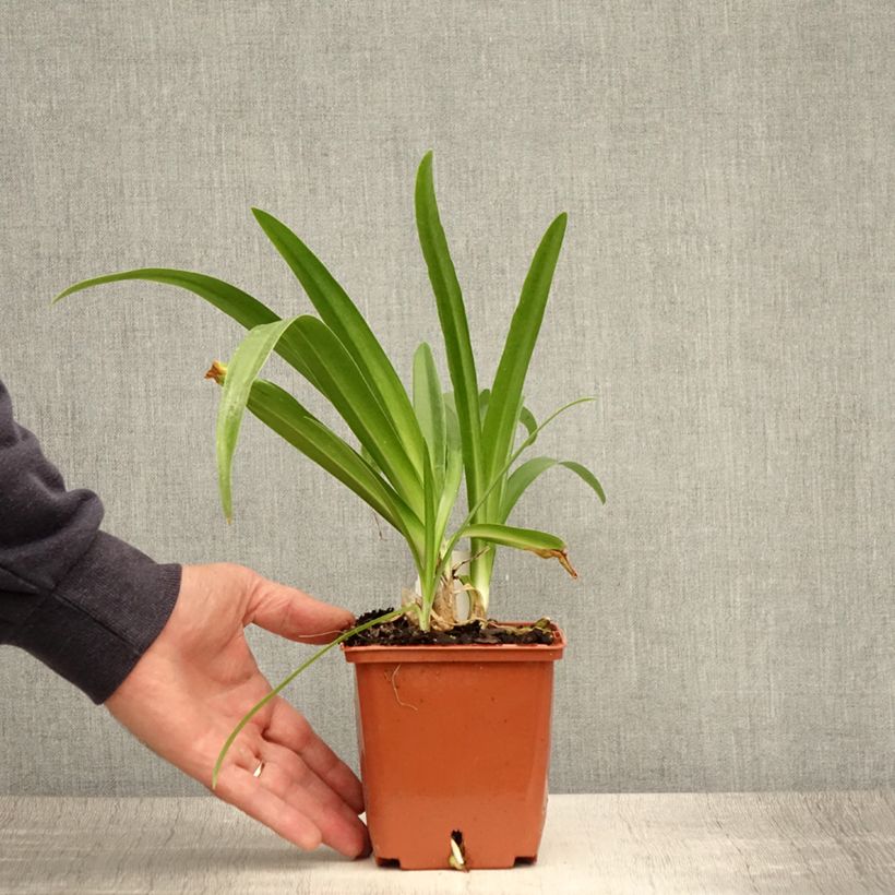 Agapanthus Enigma 1L/1.5L pot sample as delivered in summer