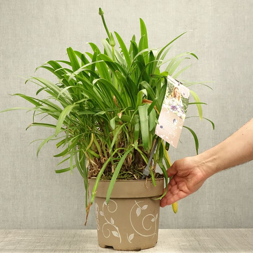 Agapanthus Three Sisters ( Everwhite, Popinpurple, Fireworks) 6L/7L pot sample as delivered in summer