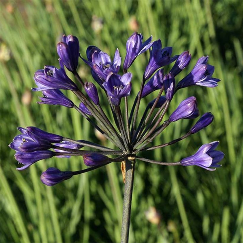 Agapanthus inapertus Intermedius (Flowering)