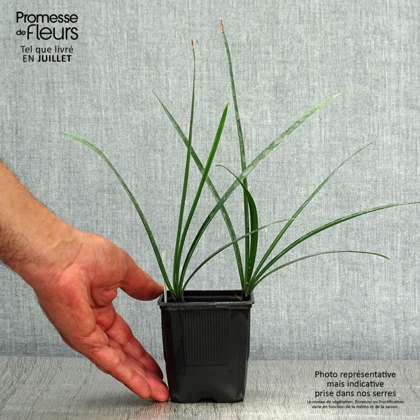 Agapanthus inapertus Intermedius 8/9 cm pot sample as delivered in summer