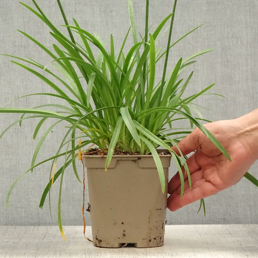 Agapanthus Lapis Lazuli 2L/3L pot sample as delivered in summer