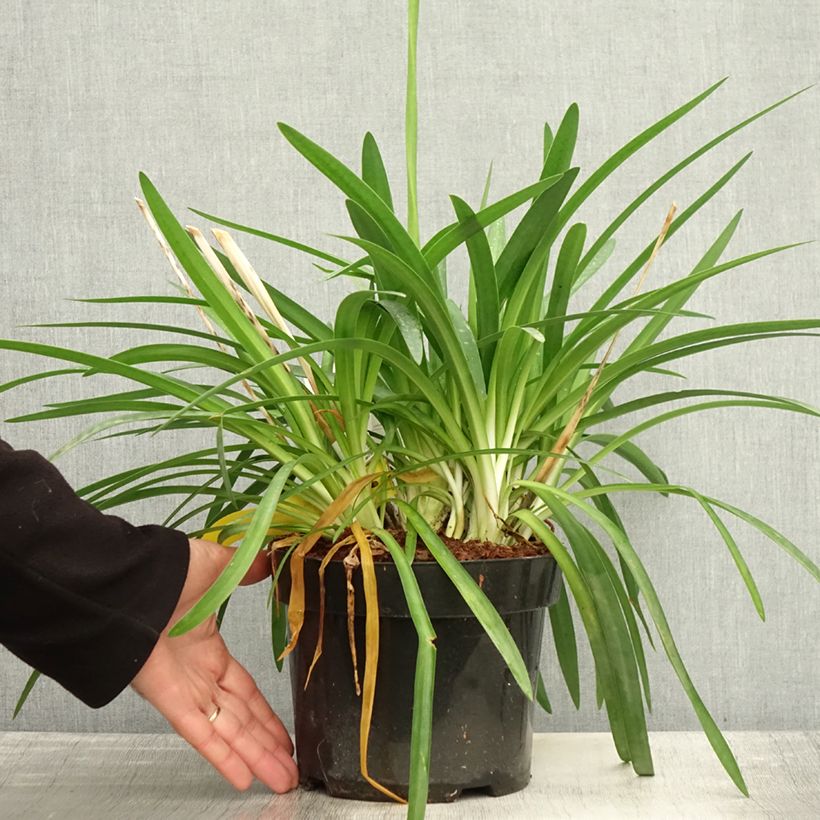 Agapanthus  africanus Mi Casa 3L/4L pot sample as delivered in autumn