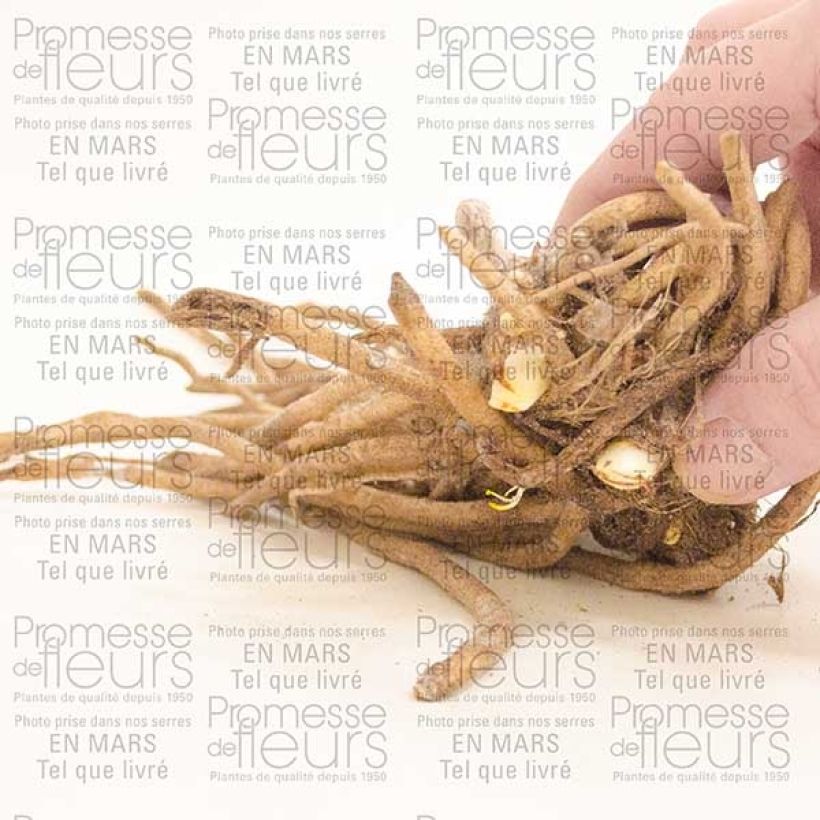 Example of Agapanthus Dokter Brouwer Bare root 1-2 eyes specimen as delivered