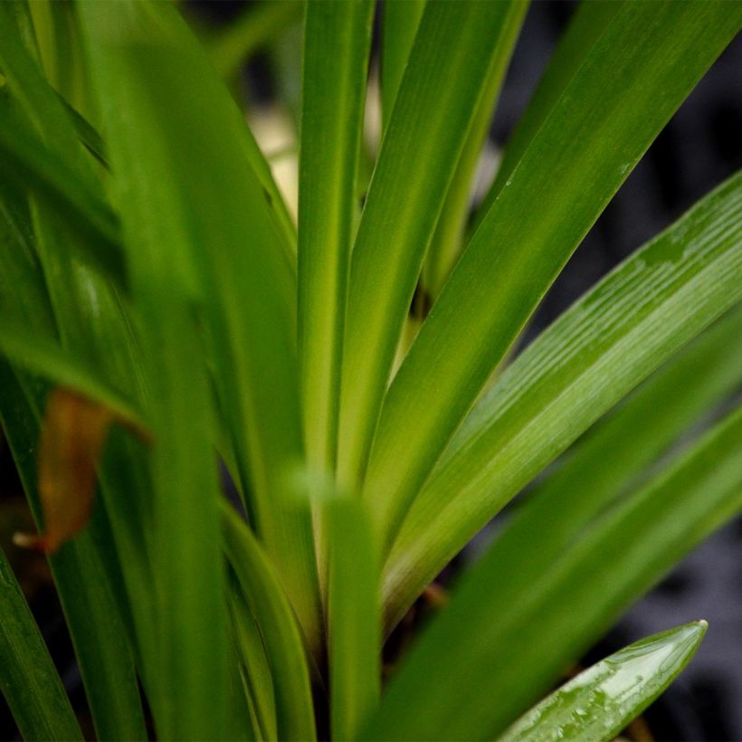 Agapanthus Headbourne Blue (Foliage)