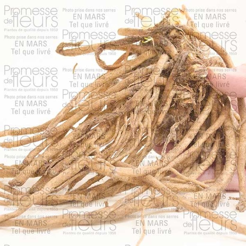 Example of Agapanthus Midnight Blue Bare root 1-2 eyes specimen as delivered