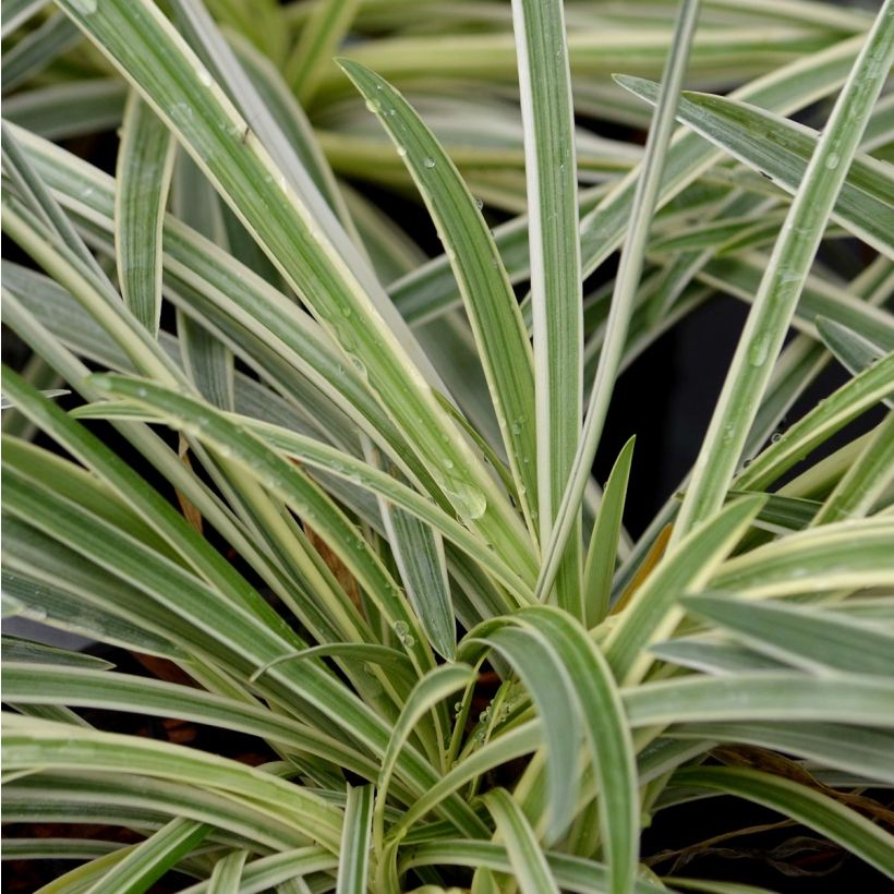 Agapanthus Tinkerbell (Foliage)