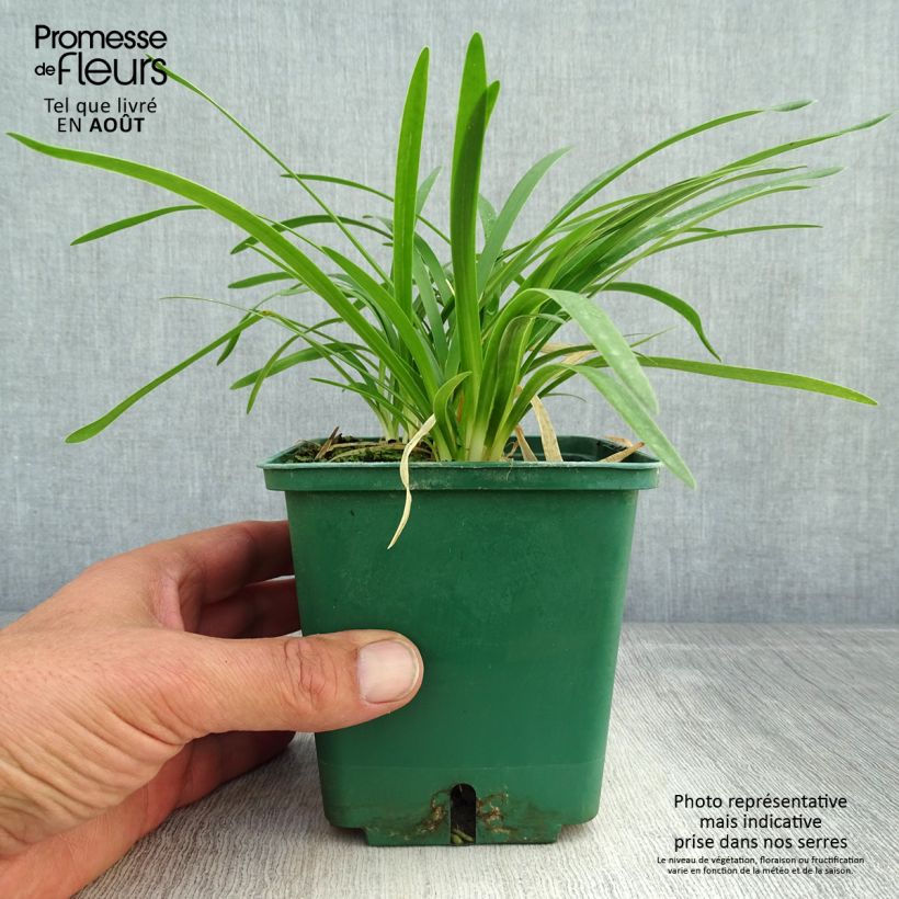 Agapanthus Peter Pan 1L/1.5L pot sample as delivered in summer
