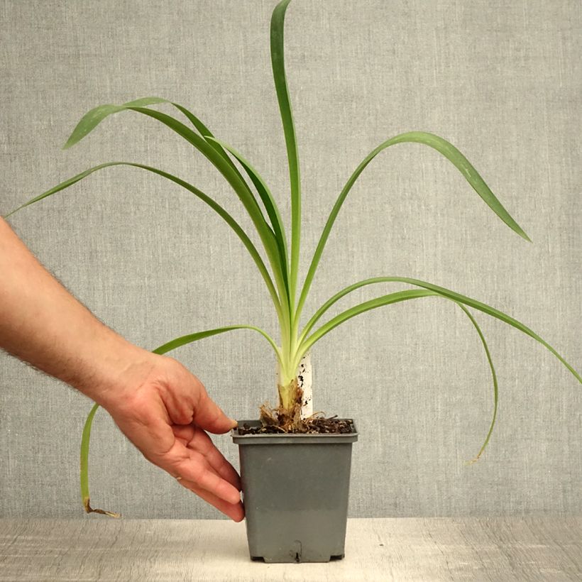 Agapanthus Phantom 1L/1.5L pot sample as delivered in summer