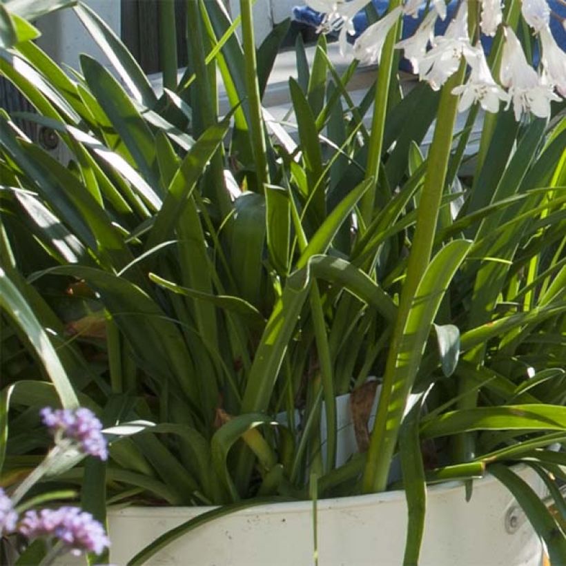 Agapanthus  africanus Polar Ice (Foliage)