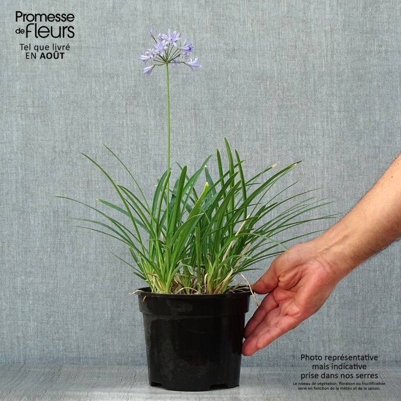 Agapanthus Pretty Sandy 2L/3L pot sample as delivered in summer