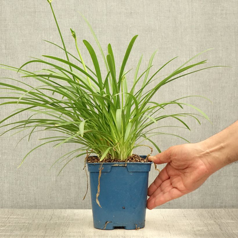 Agapanthus Silver Baby 2L/3L pot sample as delivered in summer