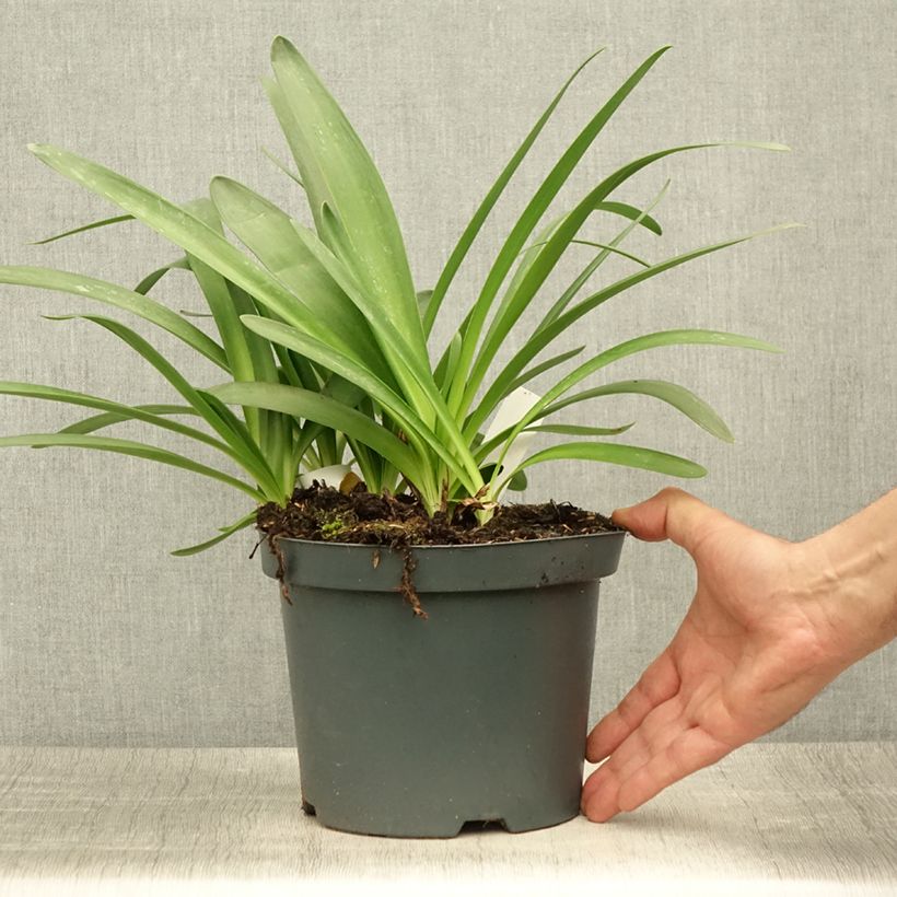 Agapanthus Sunfield 2L/3L pot sample as delivered in summer