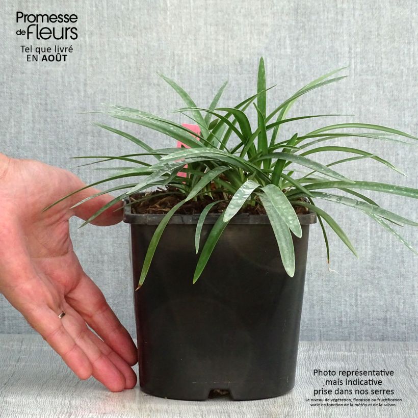 Agapanthus Thumbelina 2L/3L pot sample as delivered in summer