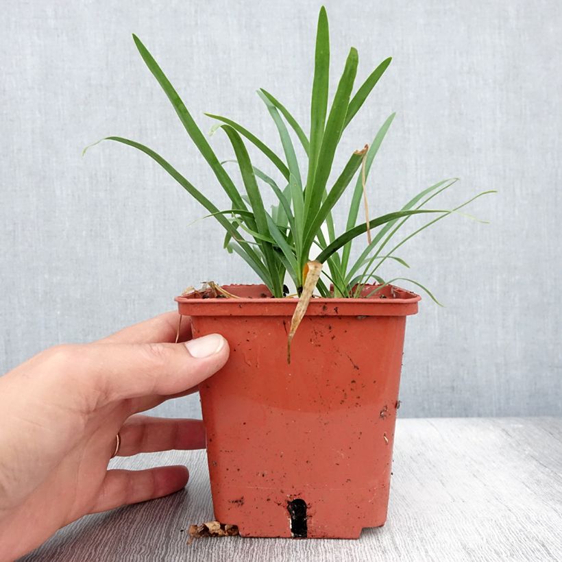 Agapanthus Tom Thumb 1L/1.5L pot sample as delivered in summer