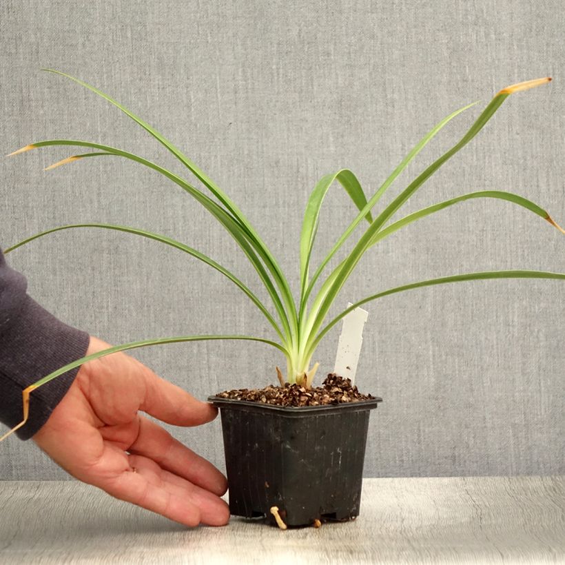 Agapanthus Twister 8/9 cm pot sample as delivered in summer