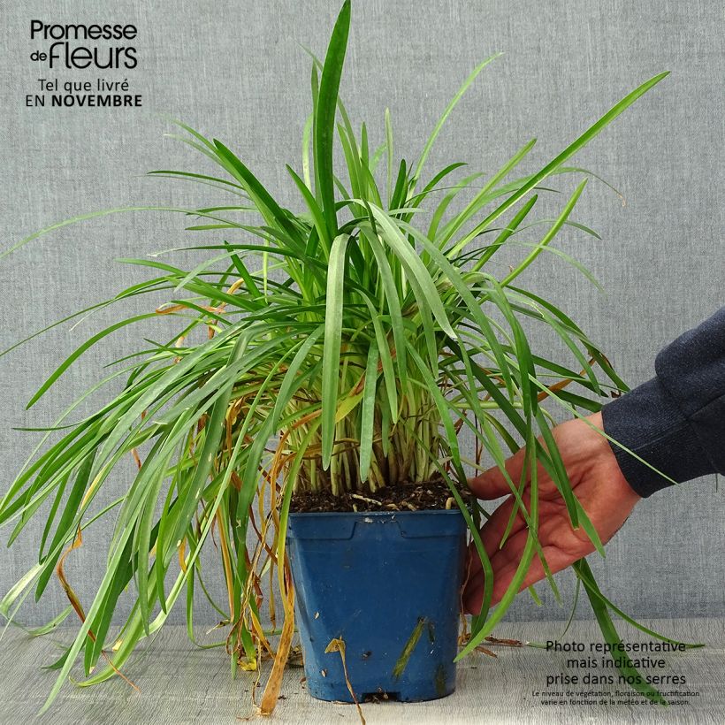 Agapanthus White Baby 2L/3L pot sample as delivered in autumn