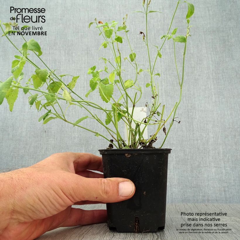 Agastache aurantiaca Apricot Sprite 8/9 cm pot sample as delivered in autumn