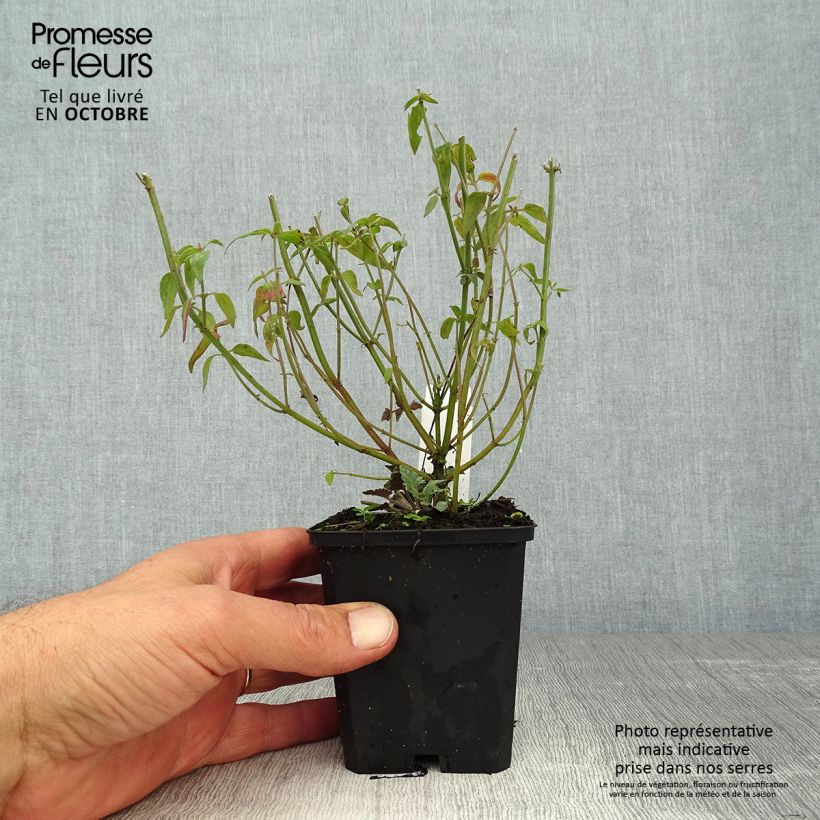 Agastache barberi Firebird 8/9 cm pot sample as delivered in autumn