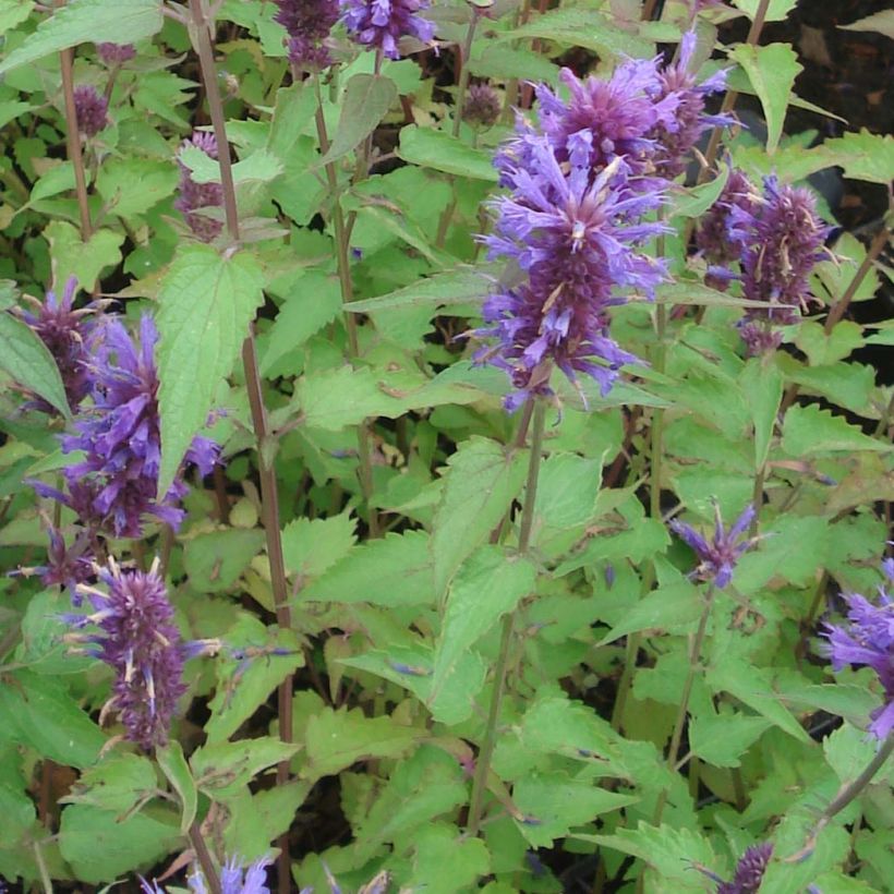 Agastache Blue Boa (Foliage)