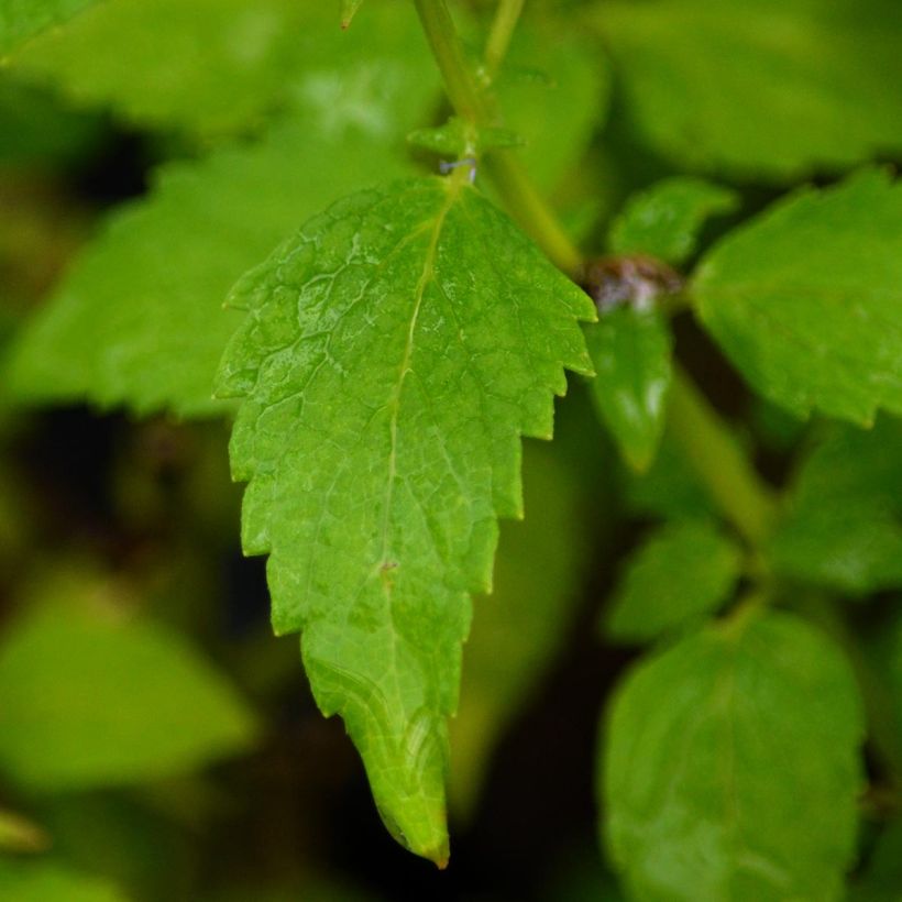 Agastache x rugosa Blue Fortune (Foliage)