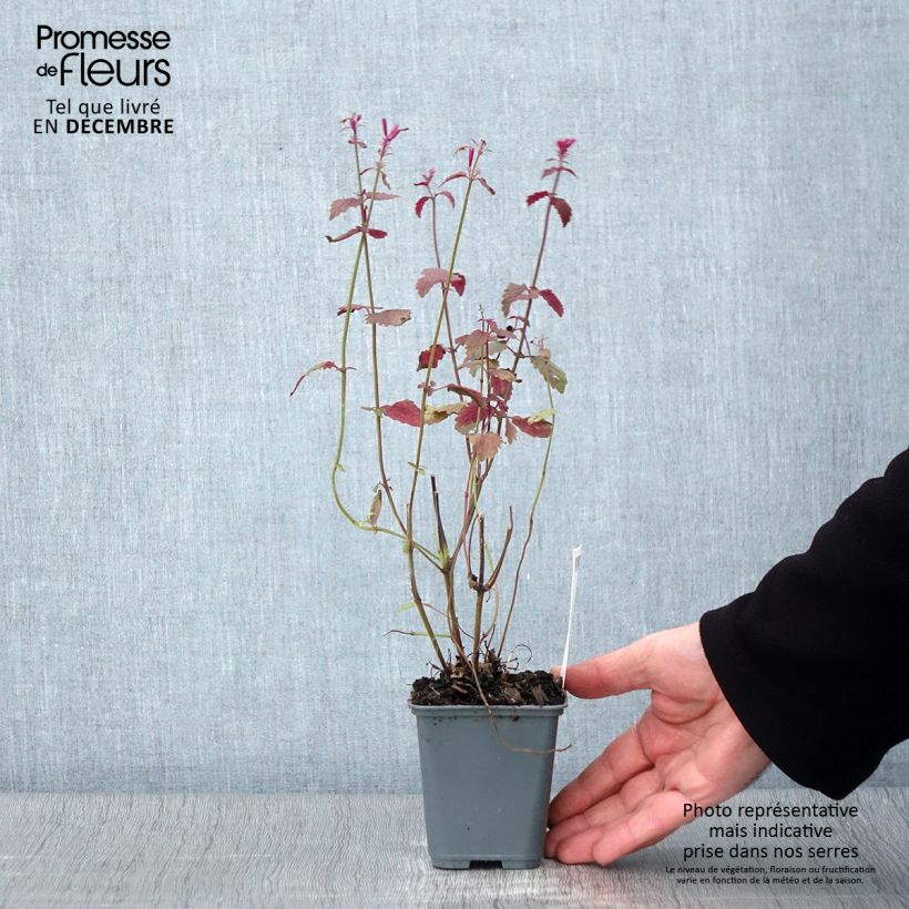 Agastache cana  8/9 cm pot sample as delivered in autumn