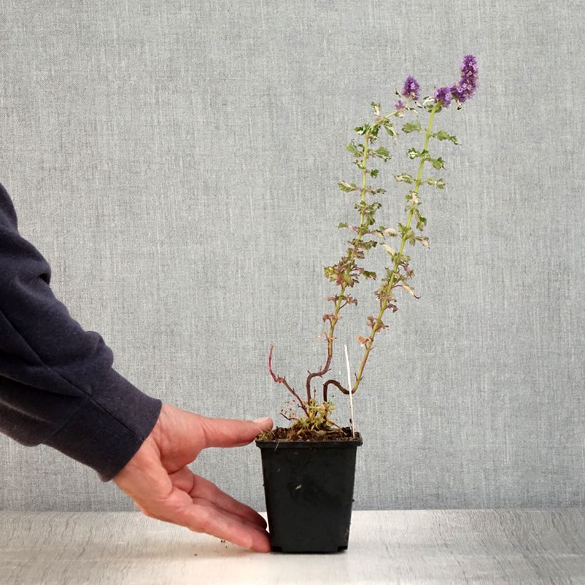 Agastache x rugosa Crazy Fortune 8/9 cm pot sample as delivered in summer