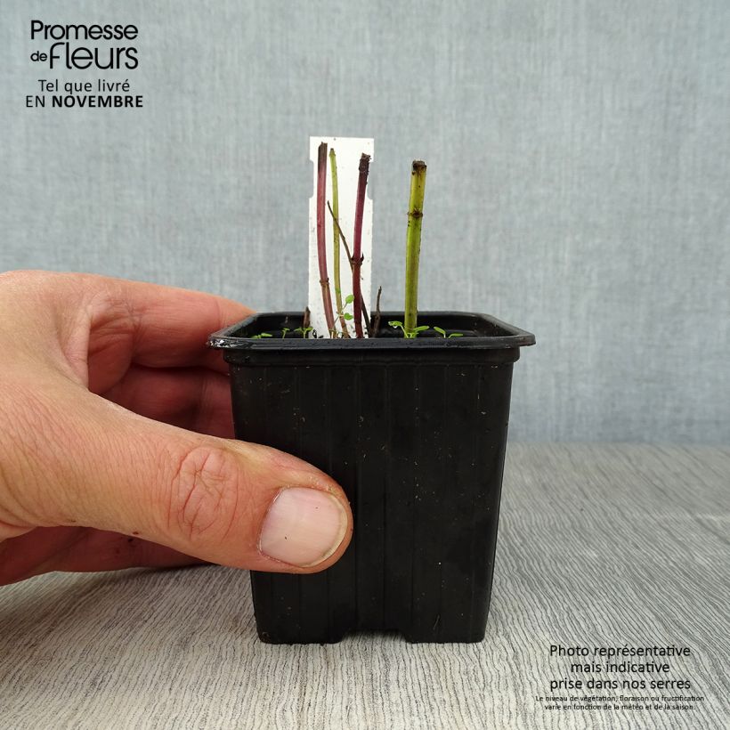 Agastache foeniculum (anisata)  8/9 cm pot sample as delivered in autumn