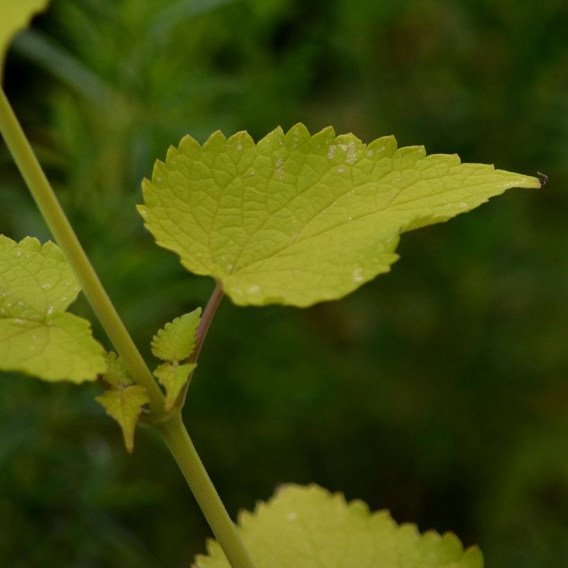 Agastache foeniculum Golden Jubilee (Foliage)