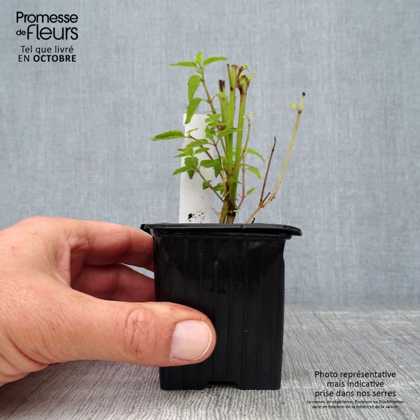Agastache Kolibri 8/9 cm pot sample as delivered in autumn