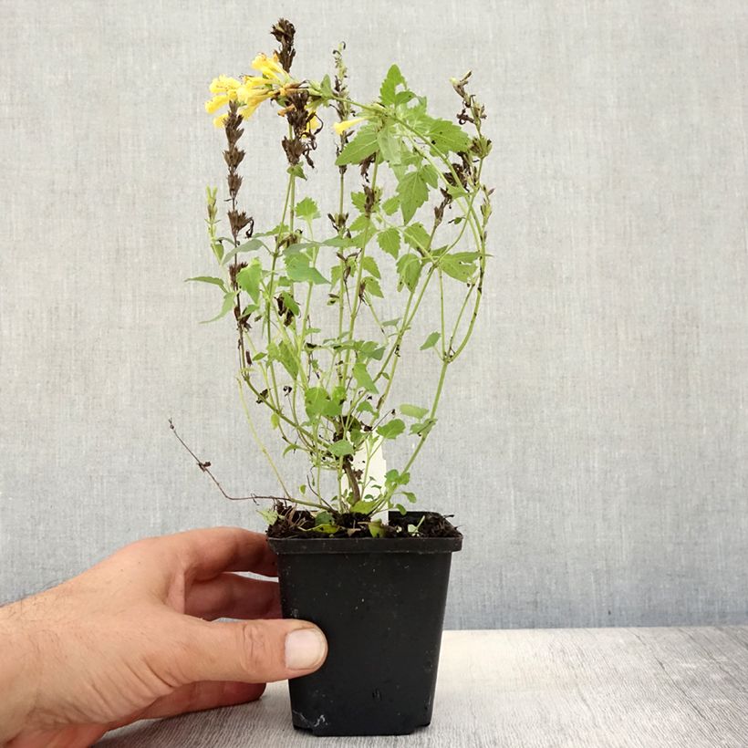 Agastache Kudos Gold 8/9 cm pot sample as delivered in autumn